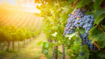 french wine bike tour