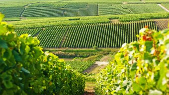 french wine bike tour