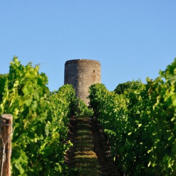 Bordeaux Wine Tour