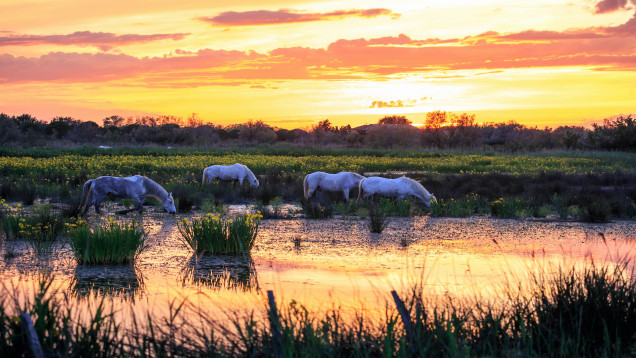 Cycling in Provence & Camargue