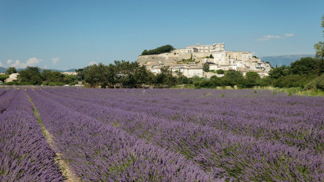 Provence Lavender Fields & Vineyards