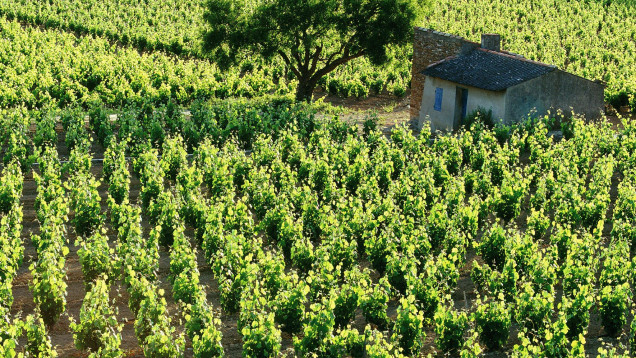 Walk along the Wine trails of Provence - Châteauneuf-du-Pape
