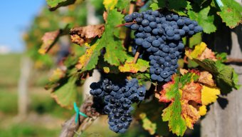 french wine bike tour