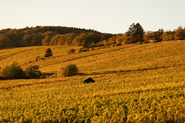 burgundy heritage tour for couple