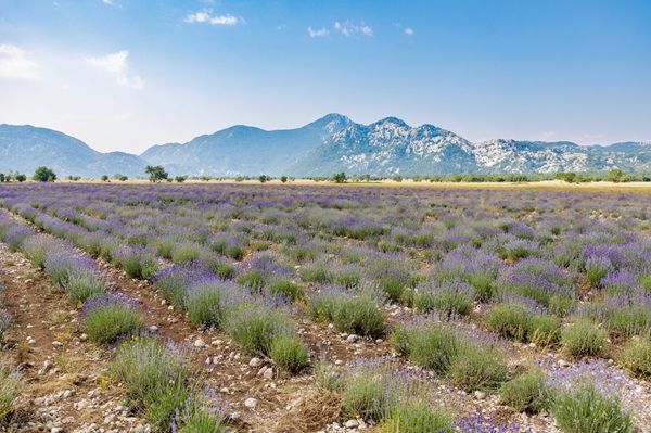 provence tour couple