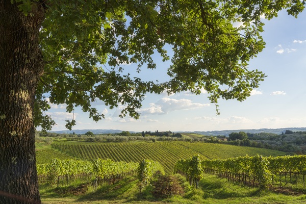 bordeaux bike tour